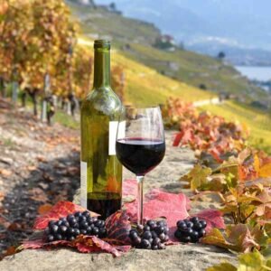 Butelka hiszpańskiego wina w katalońskiej winnicy